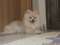 5 Aylik Secereli Egitimli Pomeranian Boo