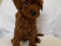 Kaliteli orjinal toy poodle yavrularımız