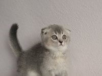 Scottish Fold Silver Erkek Kedimiz