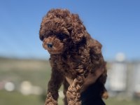 Kore toy poodle yavrularımız
