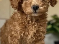Yavru Toy Poodle