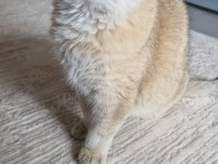 British Golden Shorthair Prenses Saf Kan