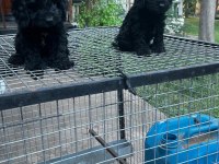 F1 0 NUMARA MALTİPOO YAVRULARIM HAZIR