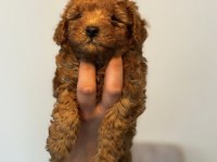 Dark Red Brown Toy Poodle Kızımız