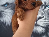 Toy poodle yavruları