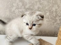 Bembeyaz ve blue point Scottish Fold 1.5 aylık bebekler