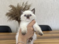 BLUE POİNT SEVİMLİ BRİTİSH SHORTHAİR YAVRUM 