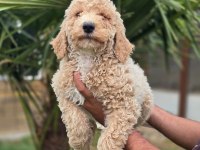 Muhteşem dev Poodle bebekleri