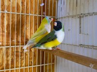 Goldıan finch takım kuşlar