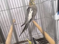 Sultan papağanı 6-7 aylık 2 adet 1 erkek 1 dişi