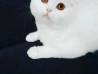 scottish fold beyaz kedimiz