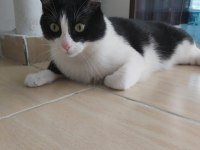 3 yaşında erkek tekir kedimiz kısır