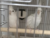 Takım Albino Sultan Papağanı