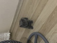 scottish fold yavru