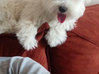 Orjinal maltese terrier
