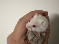 Gonzales hamster