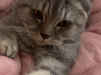 Scottish Fold Kedimizi Çiftleştirmek