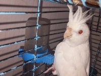 Bir çift orijinal albino kırmızı göz sultan papağanı