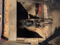 Belçika Malinois Erkek