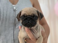 IRK VE SAĞLIK GARANTİLİ PUG YAVRULARIMIZ