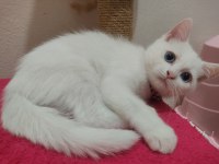 British Shorthair Boncuk Gözlüme Yuva Arıyoruz
