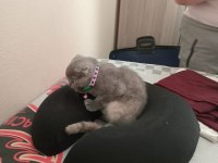 Scottish fold 3 aylık dişi