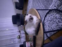 Sahibini bekliyor scottish fold