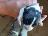 ANNE BABA KÜÇÜK IRK FİNO KÖPEĞİ YAVRULARI