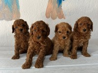 Güzellik Abidesi Poodle Bebekler