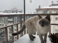 British shorthair kızımızı çiftleştirmeye eş arıyoruz