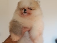Pomeranian boo köpeğimiz