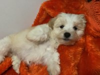 İstanbul beyefendisi maltipoo yeni ailesini bekliyor