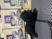 Irkının em güzel morkie örnekleri mağazamızdan