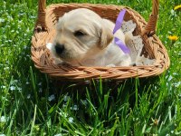 Golden Retriever Gelip Görerek Alabilirsiniz