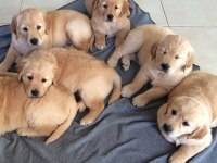 Golden Retriever Adrese Teslim Kapıda Ödeme Yapabilirsiniz