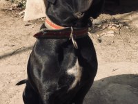 A kalite soylu ırk cane corso