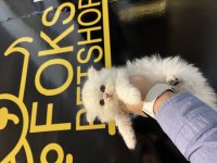 British longhair golden point