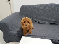 4.5 aylık dişi teacup poodle