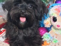 Poodle anne kore maltese baba orjinal Maltipoo