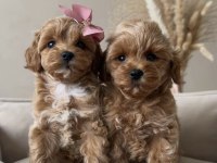 Maltipoo Safkan Köpeğimiz