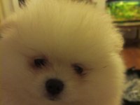 Safkan anne ve baba şecereli pomeranian dişi yavrular