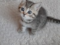 2 aylık erkek bebek british shorthair