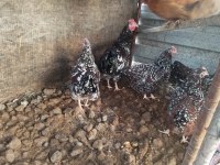 Speckleck susex kuluçkalık yumurta