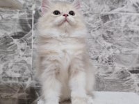Orijinal Safkan British Longhair Erkek Yavru