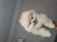 81 İle Güvenli Teslimat Pomeranian Yavrular
