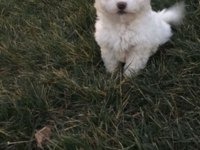 Maltese terrier acil sahiplendirme