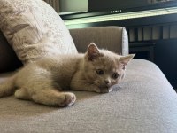 Safkan Fawn British Shorthair Erkek