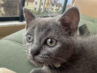 Yavru british shorthair kedisi