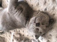 Ankara Scottish fold kedi sahiplendirme