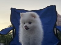 Teslime Hazır Pomeranian Spitz Yavrularımız